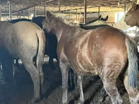 Aygʻir, Kazakh horse — 4-rasm
