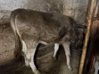 Kuh, Swiss cattle — Foto 1