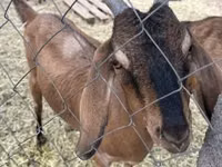 Ziege, Nubian Goat — Foto 2