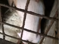 Säue, Schweine — Foto 3