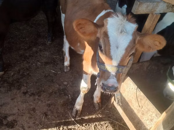 母牛, Swiss cattle — 吉尔吉斯斯坦