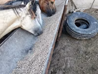 فرس, Horse breed — الصورة 2