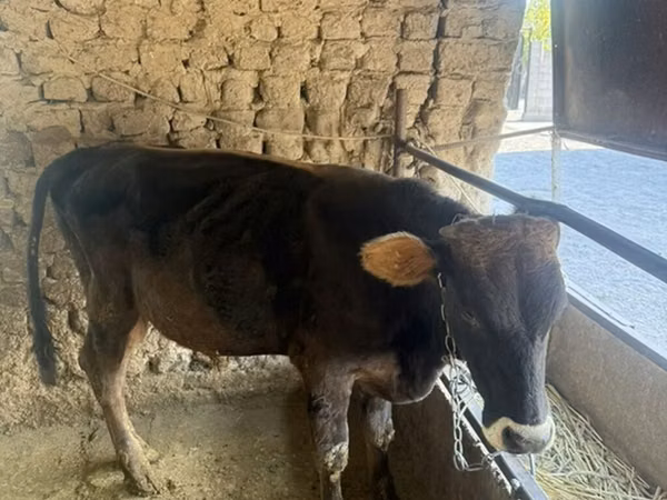 公牛, Cattle — 吉尔吉斯斯坦