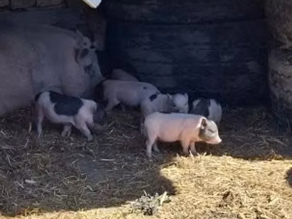 Шошқалар (топ, жынысы көрсетілмеген), 