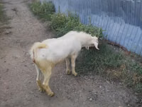 Ziegen (Partie, Geschlecht nicht angegeben), Beetal goats — Foto 8
