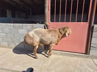 Widder, Hissar sheep — Foto 3