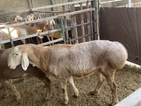 Oveja, Arashan sheep — foto 5