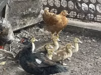 Ducks — 3-сурет