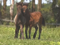 Hengst, American shetland pony — Foto 4