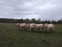 सांड, Charolais cattle — फ़ोटो 1