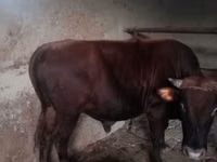 公牛, Cattle — 照片 2