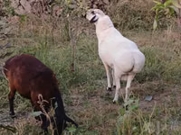كبش, الأغنام — الصورة 4