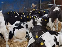 Бұқа, Simmental cattle — 3-сурет