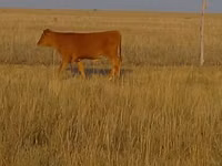 公牛, Swiss cattle — 照片 2