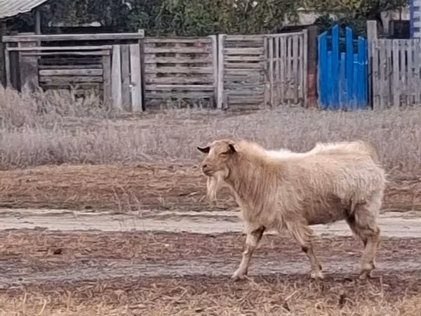 Ziegenbock, Saanen goat