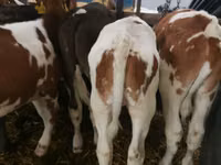 Buqa, Simmental cattle — 4-rasm