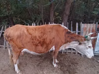 गाय, Latvian Blue cattle — फ़ोटो 3