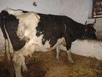 गाय, Russian Black pied cattle — फ़ोटो 1