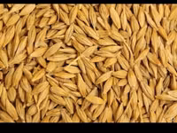 Продам🌾ячмень в любых количествах! — फ़ोटो 2