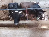 公牛, Cattle — 照片 1