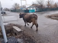 母牛, Cattle — 照片 3