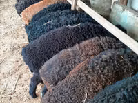 Widder, Arabi sheep — Foto 1