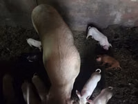 Cerdos (lote, sexo no especificado), Cerdos — foto 3