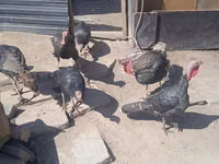 Turkeys — الصورة 5