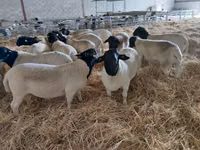 Widder, Dorper sheep — Foto 1
