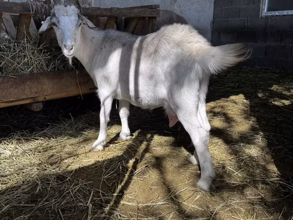Эчки, Альпийская эчки
