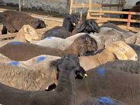 Schafe (Partie, Geschlecht nicht angegeben), Arashan sheep — Foto 2