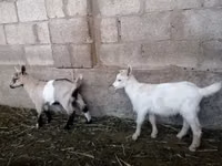 Cabra, Saanen goat — foto 8