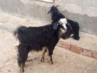 Ziegen (Partie, Geschlecht nicht angegeben), Angora goats — Foto 1