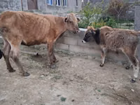 母牛, Cattle — 照片 1