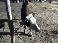 Уй, Көк сиыр — сүрөт 3