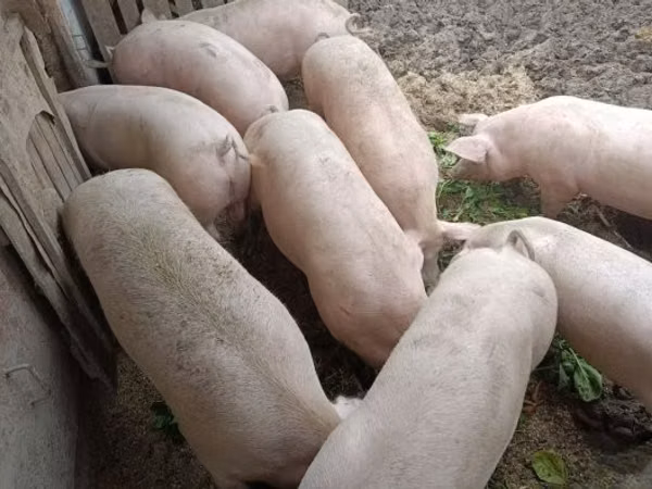 मादा सूअर, 