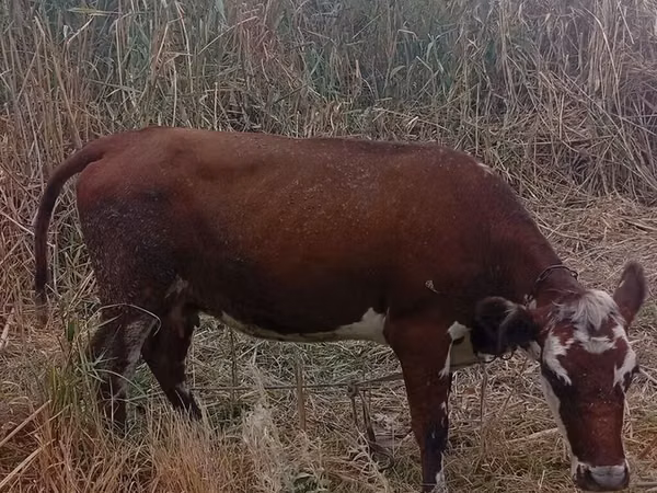Kuh, Montbéliarde