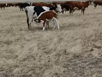 母牛, Simmental cattle — 照片 3