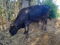 公牛, Cattle — 照片 1