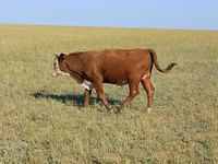 公牛, Latvian Blue cattle — 照片 2