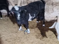 Ziegenbock, Alpine goat — Foto 3