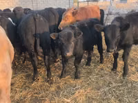 Toro, Aberdeen-Angus — foto 2