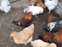Chickens — 照片 3