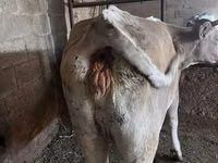 母牛, Cattle — 照片 3