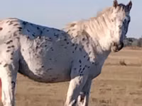 Hengst, Priob horse — Foto 2