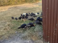 Turkeys — 5-rasm