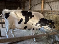Vaca, Vaca blanca británica — foto 2