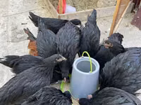 Chickens — 4-rasm