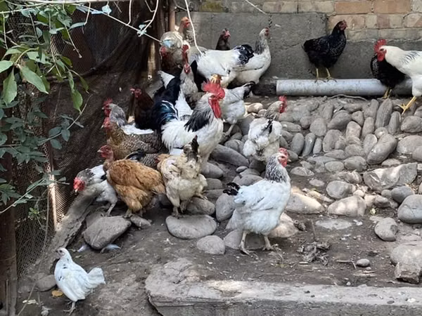 Chickens — Kirgisistan