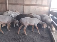 Schaf, Arashan sheep — Foto 1